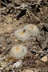 Aylostera deminuta, photograph Mateo Tapia, CC0, iNaturalist via GBIF