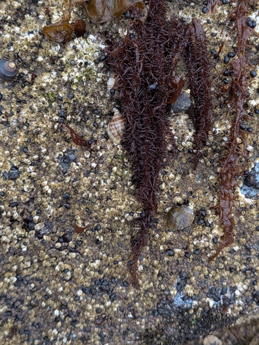 Cumagloia andersonii observed 2026-08-14