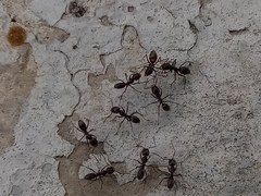 Dorymyrmex antillanus