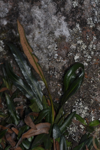 Elaphoglossum gayanum, 2026-08-02