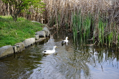 Anas platyrhynchos domesticus