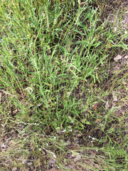 Festuca microstachys