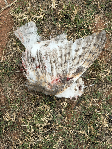 Eastern Barn Owl