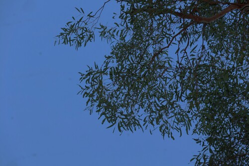 Angophora leiocarpa, photograph 3