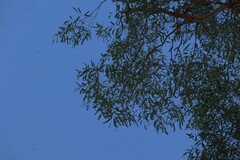 Angophora leiocarpa, photograph (c) Greg Tasney, some rights reserved (CC BY-SA)