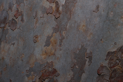 Angophora leiocarpa, photograph 2