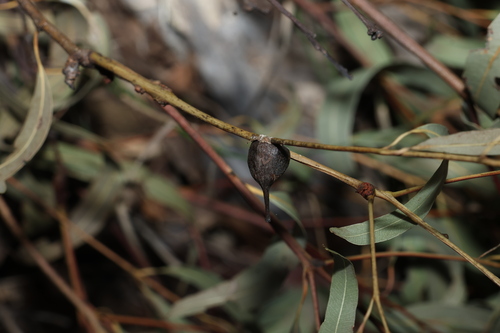 Angophora leiocarpa, photograph 4
