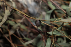 Angophora leiocarpa, photograph (c) Greg Tasney, some rights reserved (CC BY-SA)