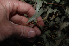 Angophora leiocarpa, photograph (c) Greg Tasney, some rights reserved (CC BY-SA)