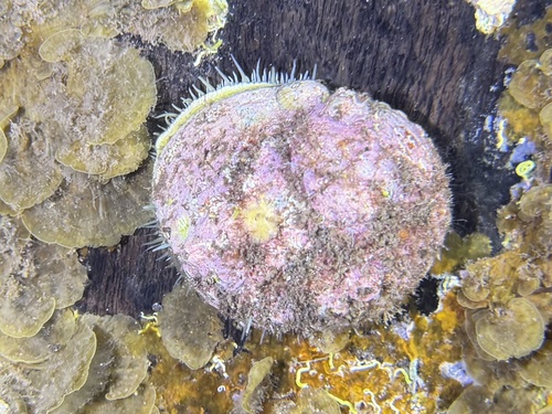 Circular ear shell