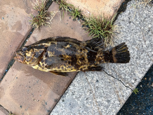 Oblong rockfish (Sebastes oblongus) — Sebastidae — 2