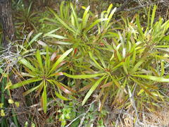 New Zealand Christmas tree (Toronia)