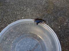 Drymaplaneta communis