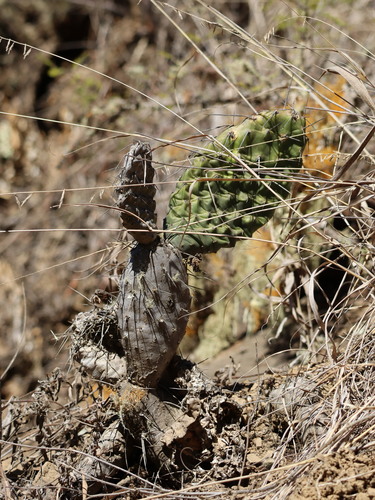 Opuntia sulphurea, photograph 6