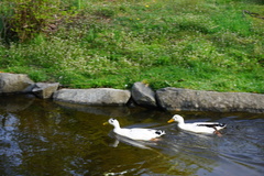 Anas platyrhynchos domesticus