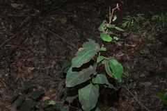 Corymbia torelliana, photograph (c) Greg Tasney, some rights reserved (CC BY-SA)