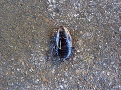 Drymaplaneta communis