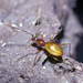 Idaho Ice Cave Beetle - Photo Unknown author, no known copyright restrictions (public domain)
