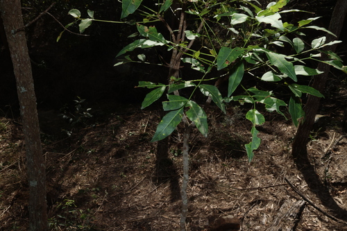 Flindersia australis