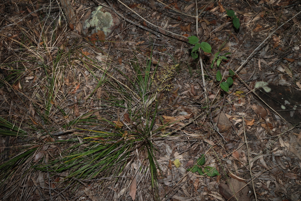 Lomandra laxa; photograph (c) Greg Tasney, some rights reserved (CC BY-SA)