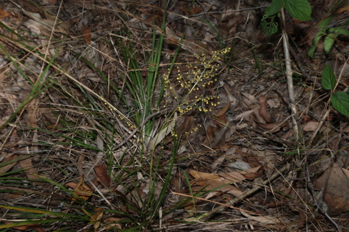 Lomandra laxa, photograph 1