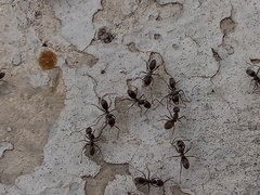 Dorymyrmex antillanus