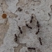 Antillean Pyramid Ant - Photo (c) Martin Reith, some rights reserved (CC BY-NC), uploaded by Martin Reith