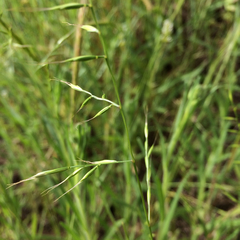 Festuca microstachys