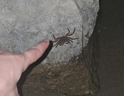 Marbled Crab