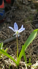 Scilla