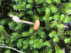 Rhodocollybia incarnata