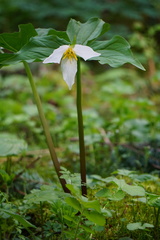 Melanthiaceae