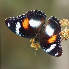 Hypolimnas bolina nerina