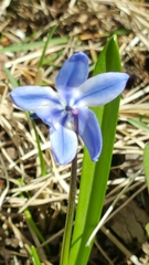 Scilla