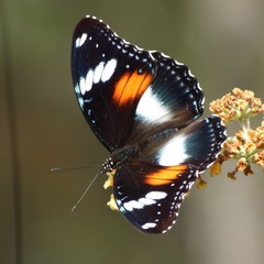 Hypolimnas bolina nerina