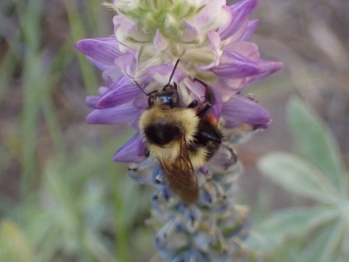 iNaturalist observation photo of Bumble Bees