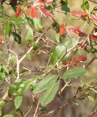 Ochna natalitia, photograph (c) Mark Clarke, some rights reserved (CC BY)