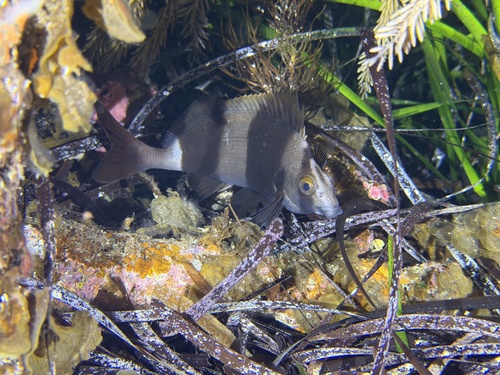 Magpie Perch