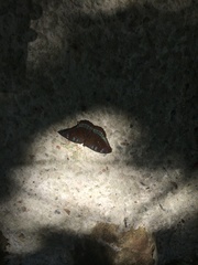 Tanaecia whiteheadi