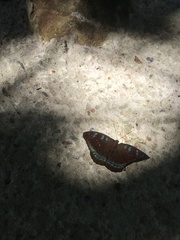Tanaecia whiteheadi
