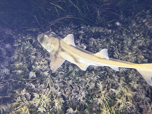 Port Jackson Shark