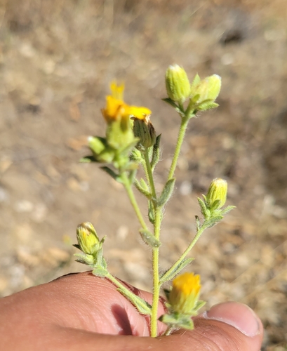 iNaturalist observation photo of sessileflower false goldenaster