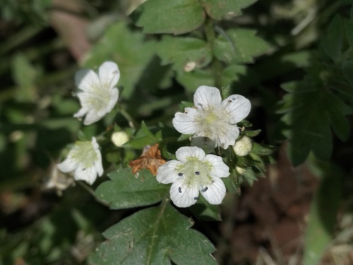 Phacelia platycarpa observed 2026-08-14