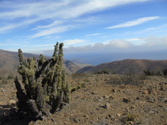 Eulychnia taltalensis