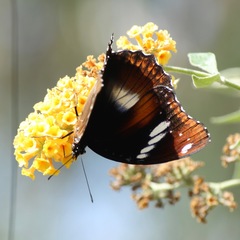 Hypolimnas bolina nerina