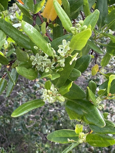 coastal lignum