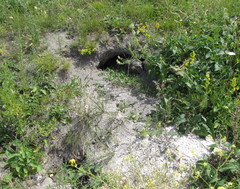 Marmota bobak