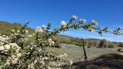 Ceanothus perplexans