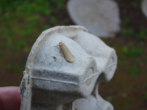 Eilema plana