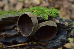Plectania chilensis